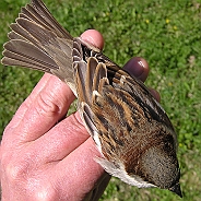 House Sparrow, Digrans 20070430